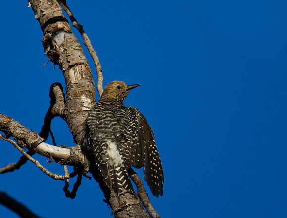 Lewis's Woodpecker