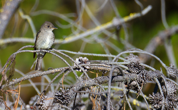 Western Wood Pewee