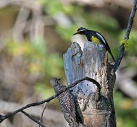 Lewis's Woodpecker