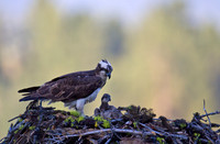 Osprey