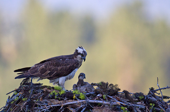 Osprey