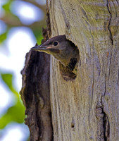 Northern Flicker