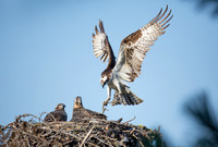 Osprey