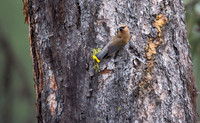 Cedar Waxwing