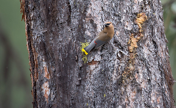 Cedar Waxwing