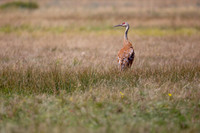 Sandhill Crane