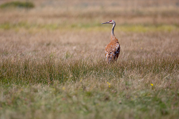 Sandhill Crane
