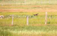 Northern Harrier