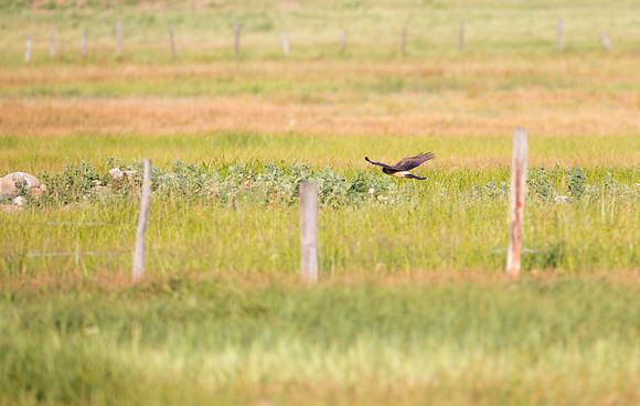 Northern Harrier
