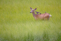 Mule Deer