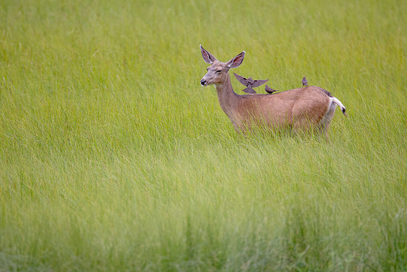 Mule Deer