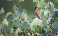 Cedar Waxwing