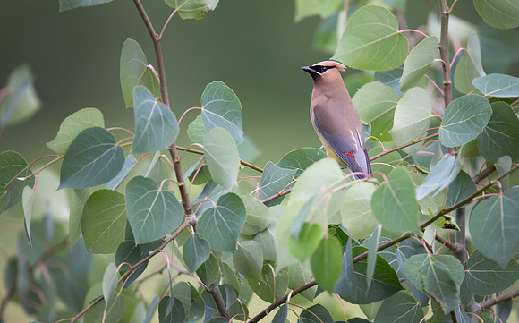 Cedar Waxwing