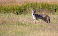 Red Fox