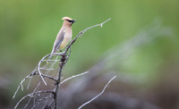 Cedar Waxwing