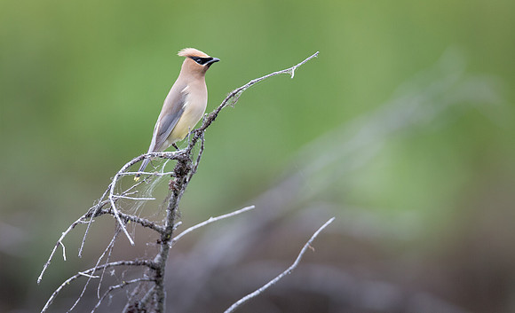 Cedar Waxwing