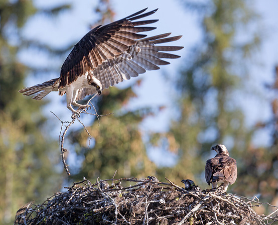 Osprey