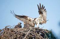 Osprey