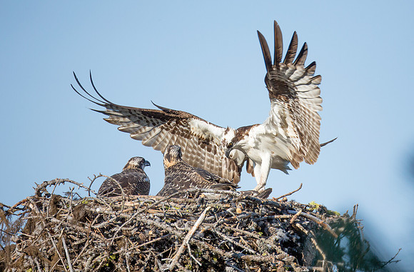 Osprey