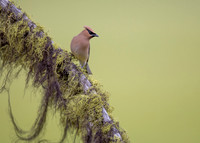 Cedar Waxwing