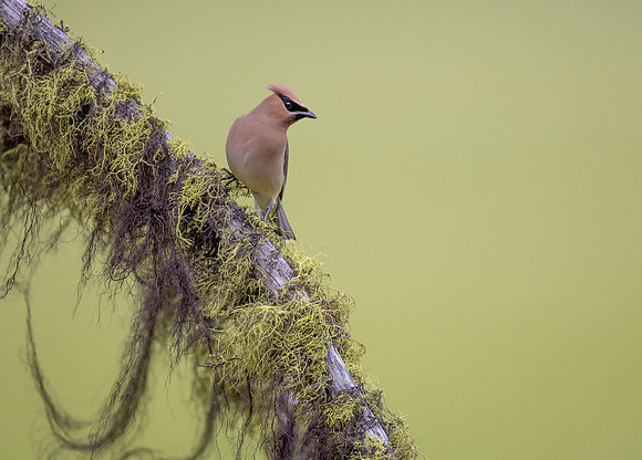 Cedar Waxwing