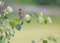 Cedar Waxwing