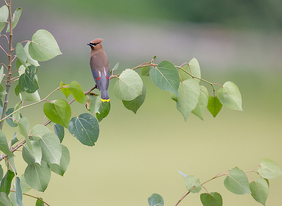 Cedar Waxwing