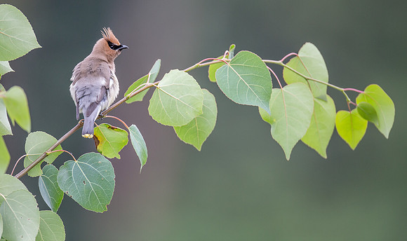 Cedar Waxwing