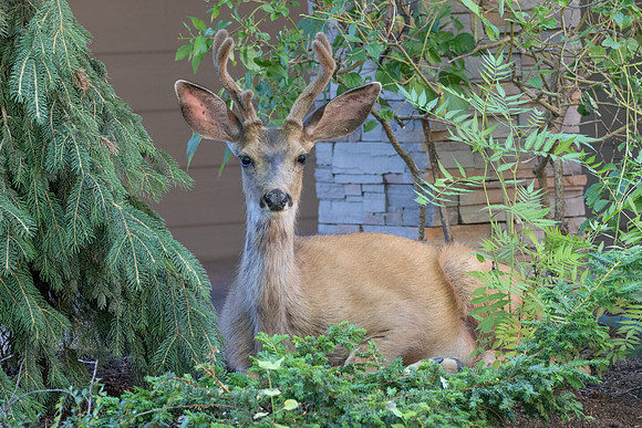 Mule Deer