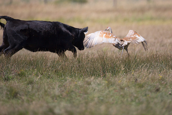 A pasture too small
