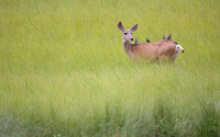 Mule Deer