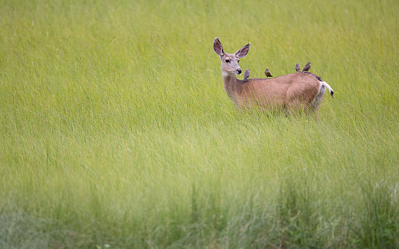 Mule Deer