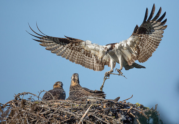 Osprey