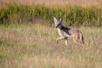 Red Fox