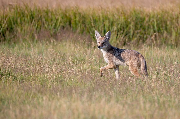 Red Fox