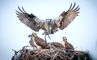 Osprey