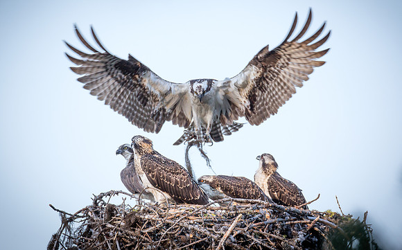 Osprey