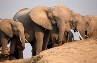 Herd of Elephants