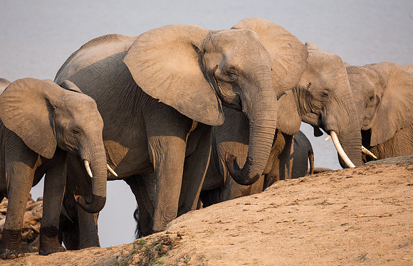 Herd of Elephants