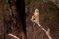 Baboon playing in the early morning