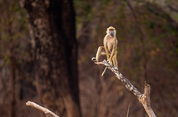 Baboon playing in the early morning