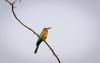 White-fronted Bee Eater