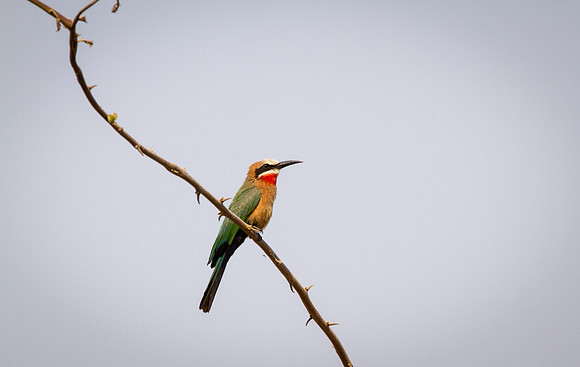 White-fronted Bee Eater