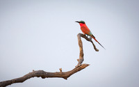 Carmine Bee Eater