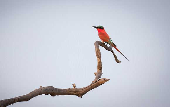 Carmine Bee Eater