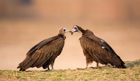 Hooded vultures wait their turn