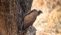 White-backed Vulture