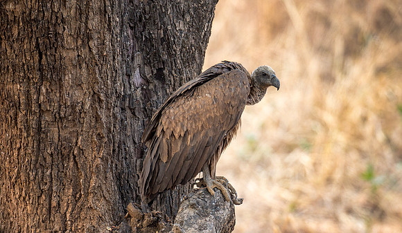 White-backed Vulture
