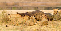 Pride of Lions- the Kill