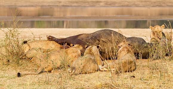 Pride of Lions- the Kill